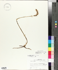 Spiranthes cernua image