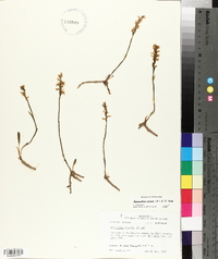 Spiranthes cernua image