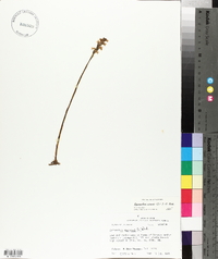 Spiranthes cernua image