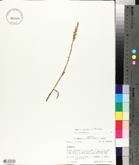 Spiranthes cernua image