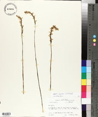 Spiranthes cernua image