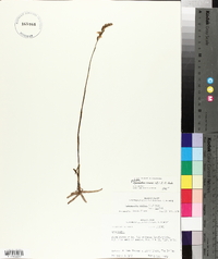 Spiranthes cernua image