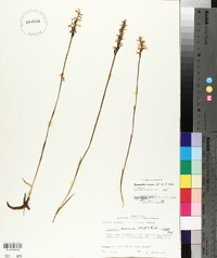 Spiranthes cernua image