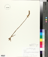 Spiranthes cernua image