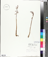 Corallorhiza wisteriana image