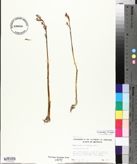 Corallorhiza wisteriana image