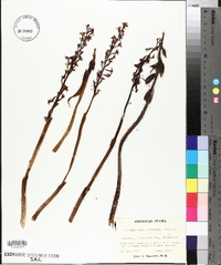 Corallorhiza wisteriana image