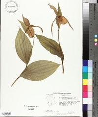 Cypripedium parviflorum var. pubescens image