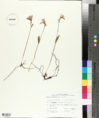 Pogonia ophioglossoides image