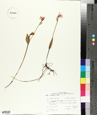 Pogonia ophioglossoides image