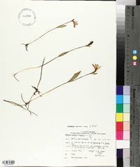 Pogonia ophioglossoides image