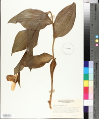 Cypripedium reginae image