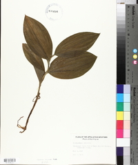 Cypripedium parviflorum var. pubescens image