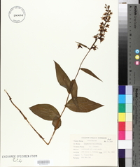 Epipactis helleborine image