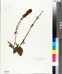 Epipactis helleborine image