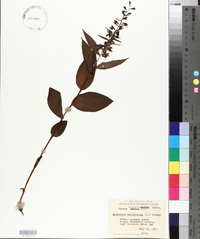 Epipactis helleborine image