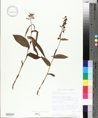 Epipactis helleborine image