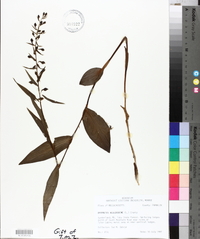 Epipactis helleborine image