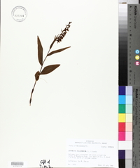 Epipactis helleborine image