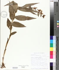 Epipactis gigantea image