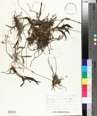 Epidendrum conopseum image