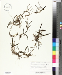 Epidendrum conopseum image