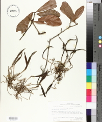 Epidendrum conopseum image