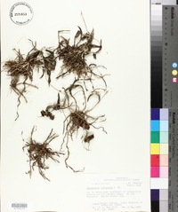 Epidendrum conopseum image