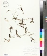 Epidendrum conopseum image