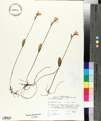 Pogonia ophioglossoides image