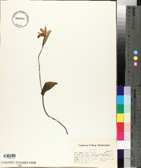 Pogonia ophioglossoides image