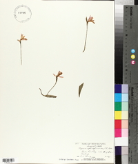 Pogonia ophioglossoides image