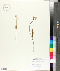 Pogonia ophioglossoides image