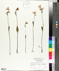 Pogonia ophioglossoides image