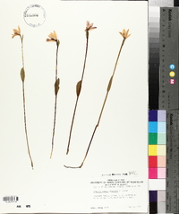 Pogonia ophioglossoides image