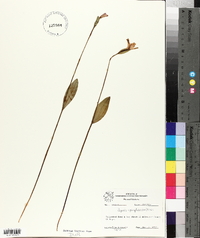 Pogonia ophioglossoides image