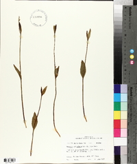 Pogonia ophioglossoides image