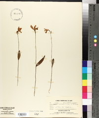 Pogonia ophioglossoides image