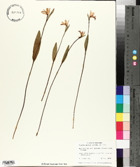 Pogonia ophioglossoides image