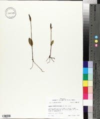 Pogonia ophioglossoides image