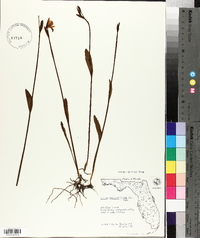 Pogonia ophioglossoides image