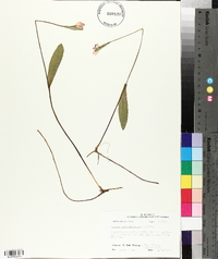 Pogonia ophioglossoides image