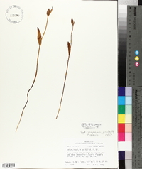 Pogonia ophioglossoides image