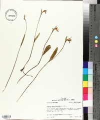 Pogonia ophioglossoides image