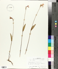 Pogonia ophioglossoides image