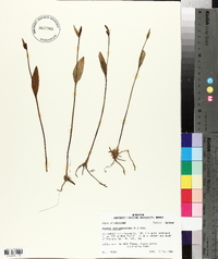 Pogonia ophioglossoides image