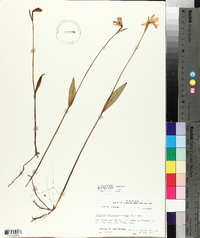 Pogonia ophioglossoides image