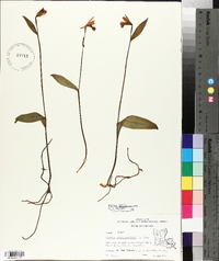 Pogonia ophioglossoides image