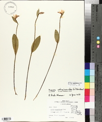 Pogonia ophioglossoides image