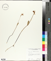 Pogonia ophioglossoides image